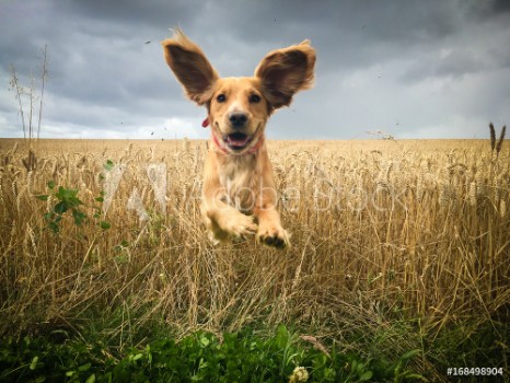 Picture of Golden Cocker spaniel dog running through a field of wheat
